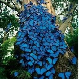 蝴蝶树,自然界的彩色画卷与生态奇迹